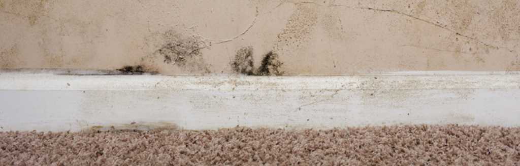 Dealing with damp in older properties