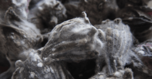 black-mould-health-risks-microscope