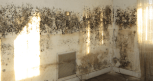 mouldy-flat