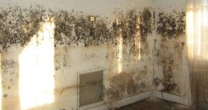 mouldy_flat