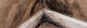 Header-mildew1