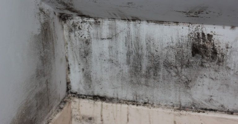 how-to-deal-with-mould-in-your-property